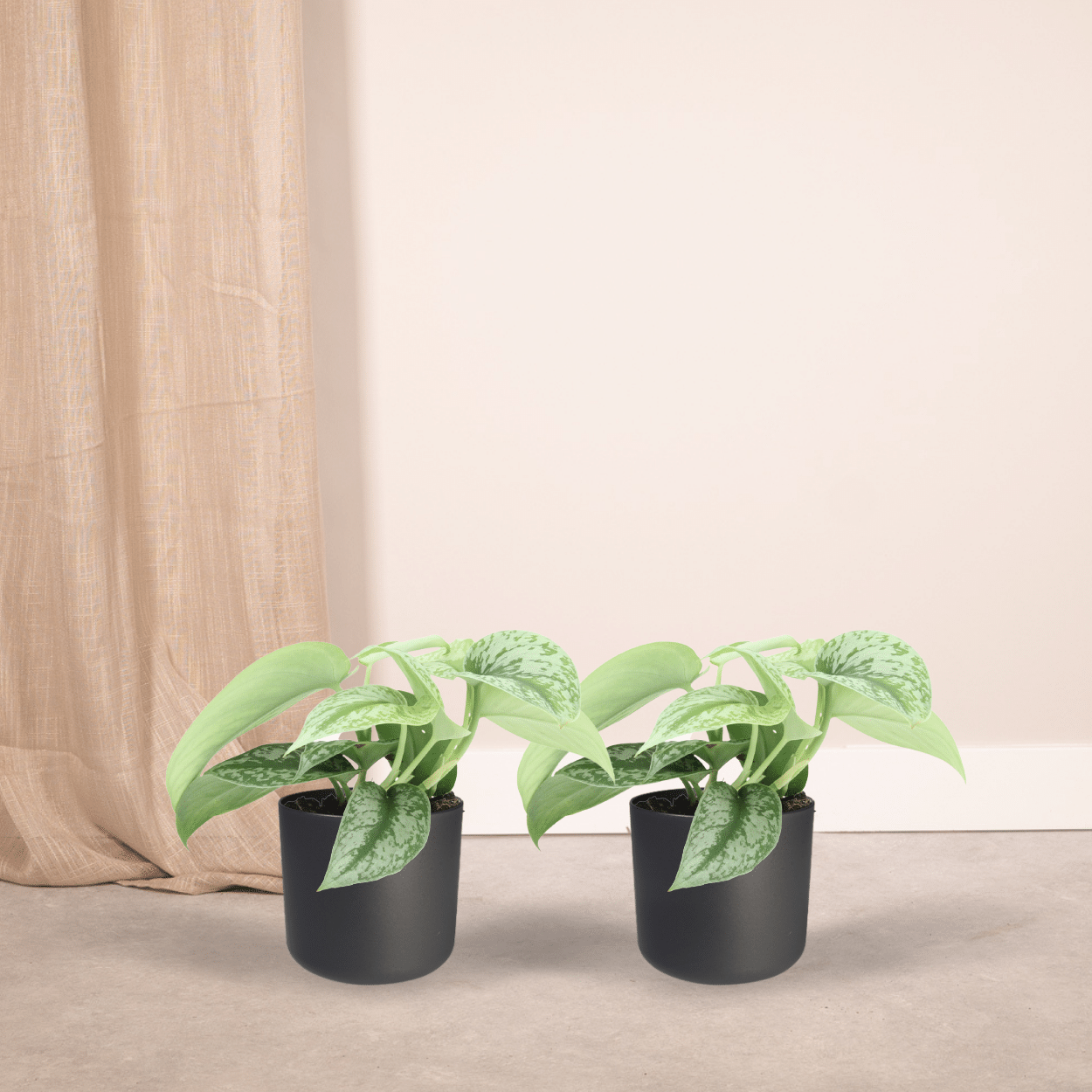 Scindapsus Pictus Trebie – 2er Set, Ø12cm, ca. 15cm Höhe