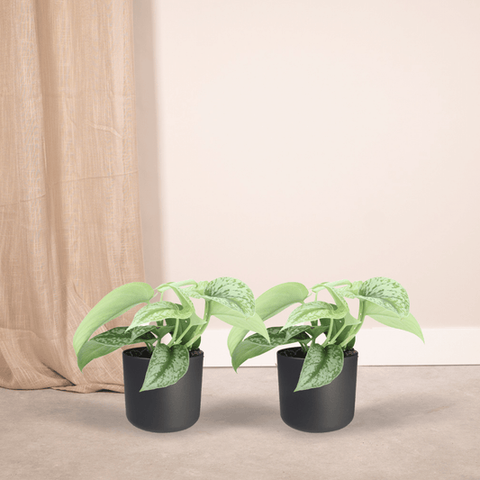 Scindapsus Pictus Trebie – 2er Set, Ø12cm, ca. 15cm Höhe