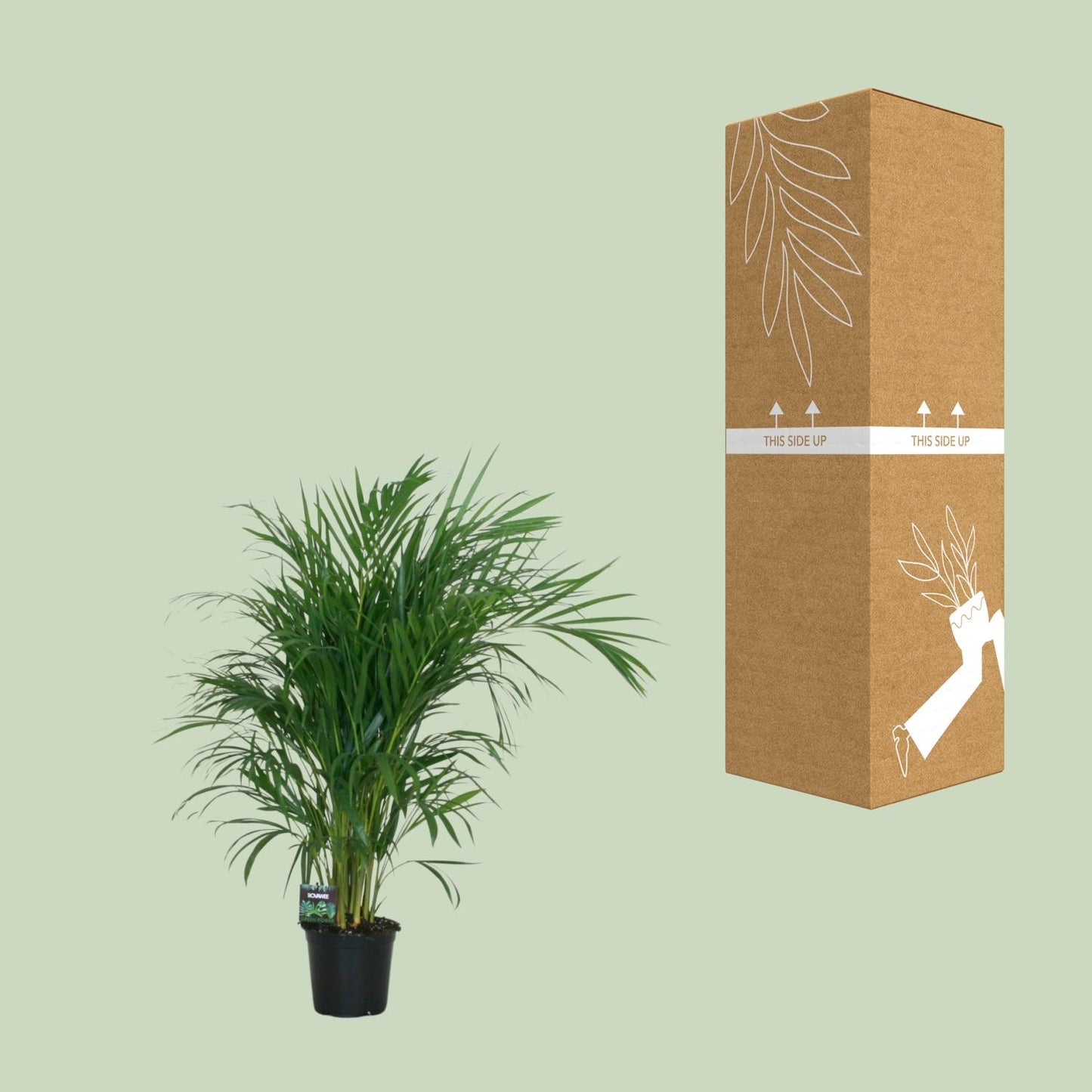 Dypsis Lutescens Bambuspalme 100 cm Ø19 cm