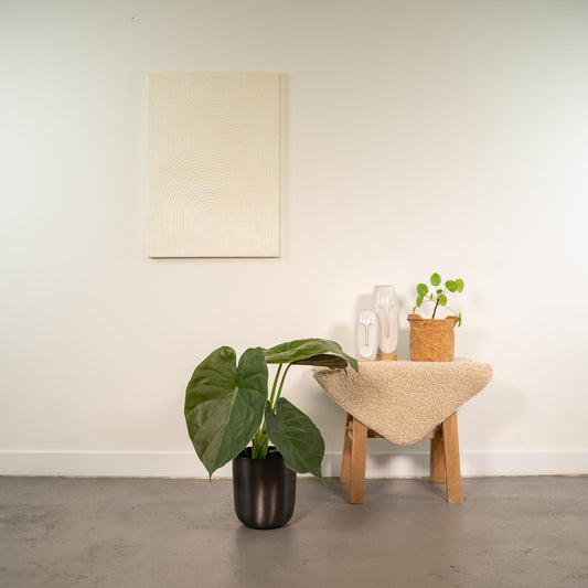 Alocasia Wentii – Stilvolles Elefantenohr Ø19cm, 65cm hoch