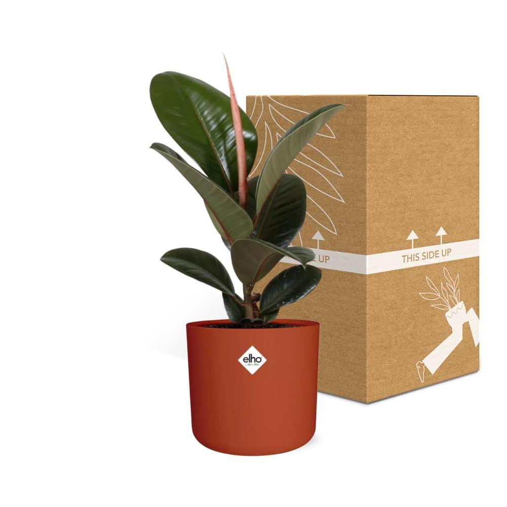 Ficus Elastica ‘Robusta’ – pflegeleichte XXL Zimmerpflanze