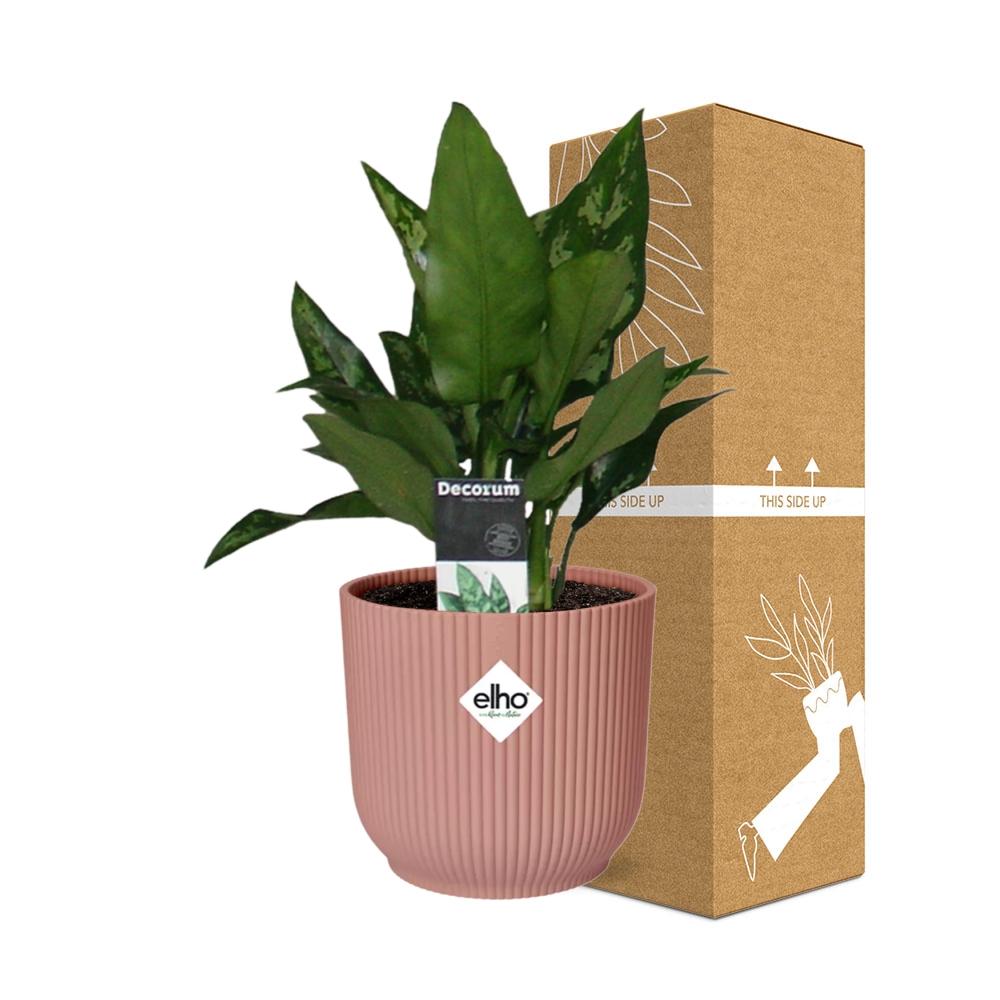 Aglaonema Maria – Pflegeleichte Zimmerpflanze im ELHO Vibes Fold 14cm Topf