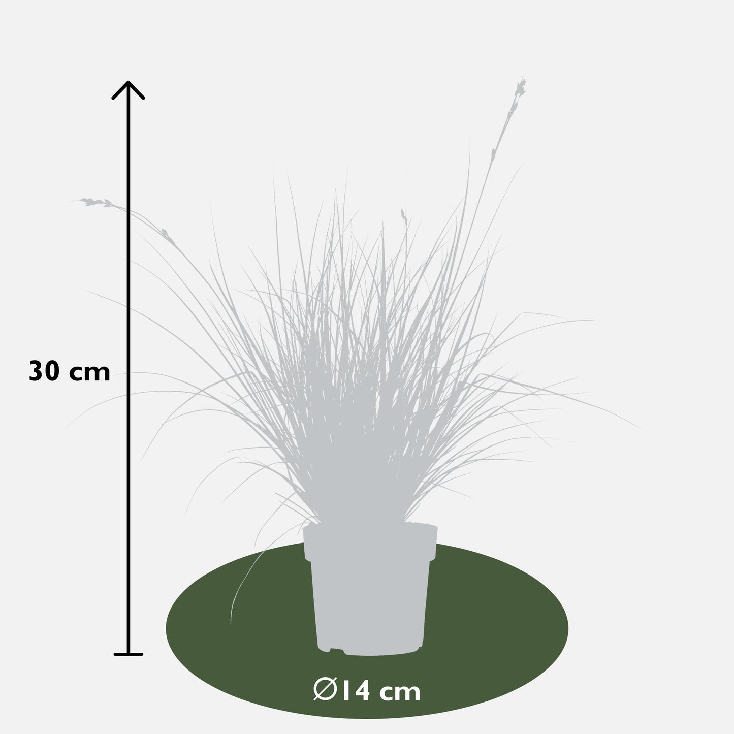 3x Carex brunnea 'Variegata' – Pflegeleichtes Ziergras Ø14cm