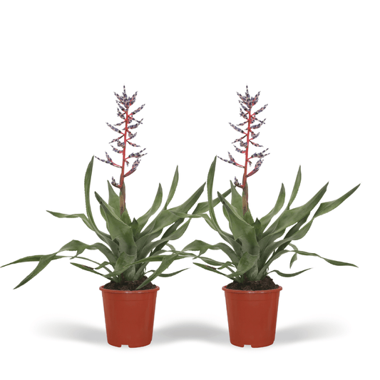 2x Aechmea Blue Rain – Tropische Bromelie 45cm