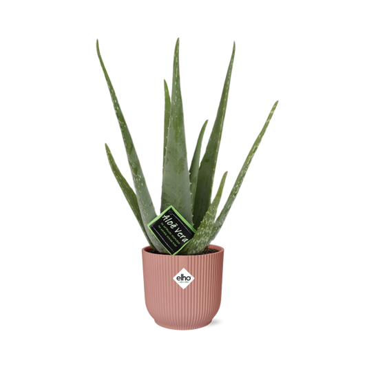 Aloe Vera 12cm im stylischen ELHO Vibes Fold Topf rosa