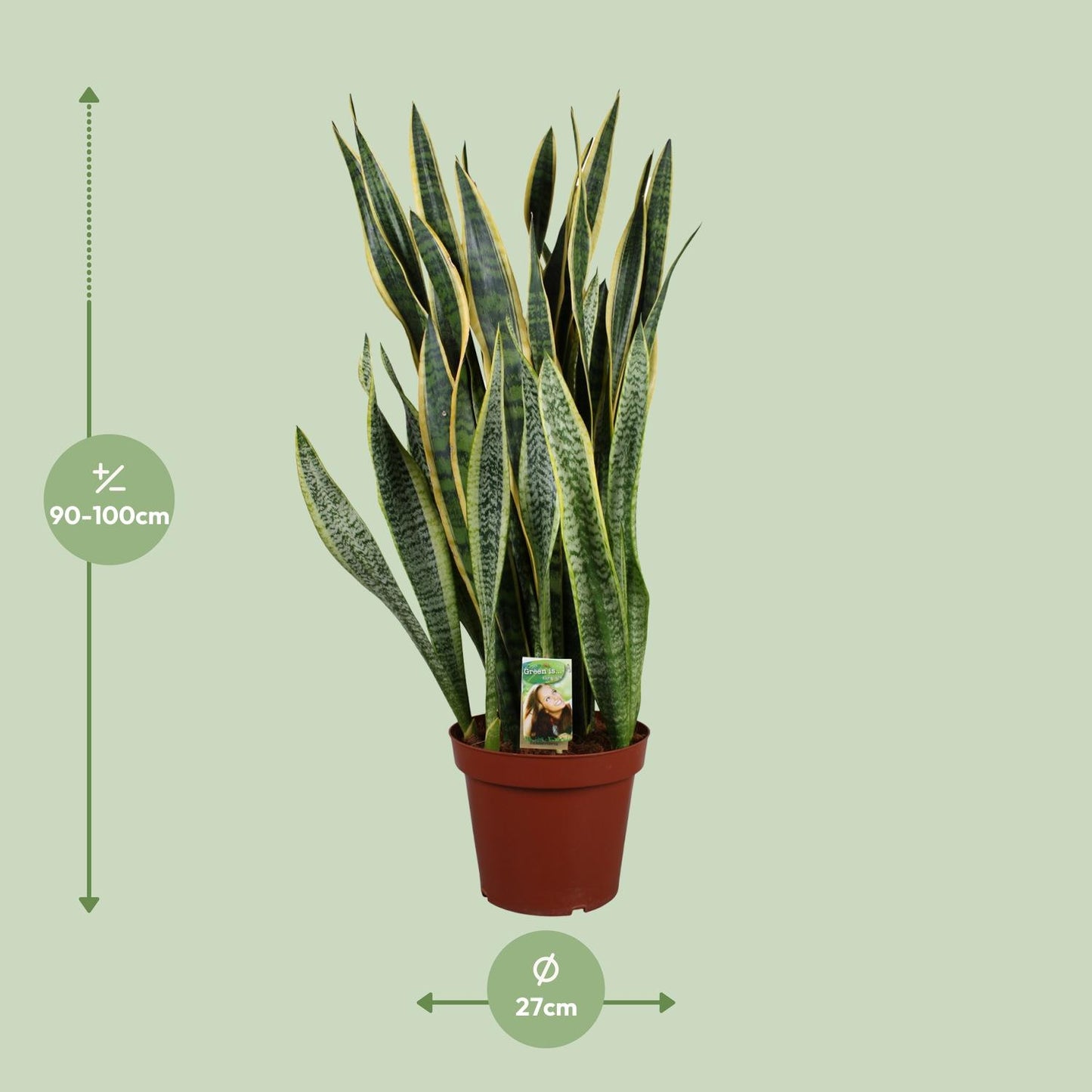 Sansevieria Laurentii – Pflegenleichter Bogenhanf Ø27cm, 100cm hoch