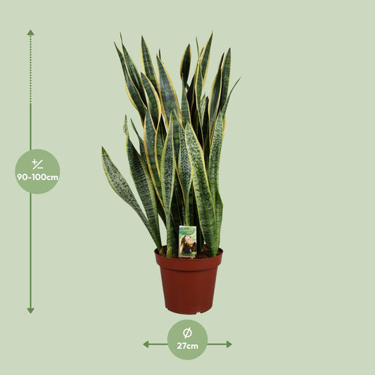 Sansevieria Laurentii – Pflegenleichter Bogenhanf Ø27cm, 100cm hoch