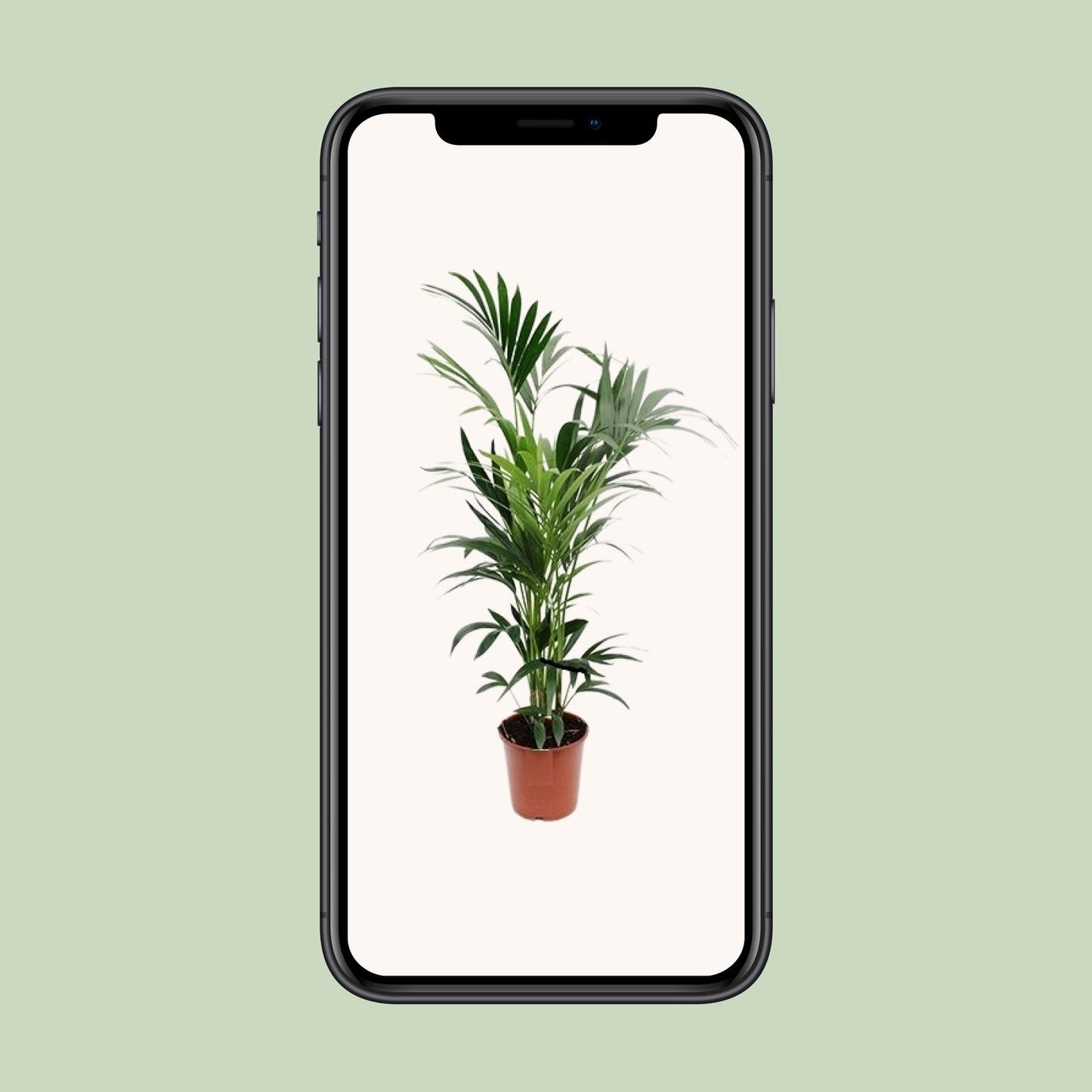Howea Kentia-Palme Ø24cm – Elegante XXL Zimmerpflanze