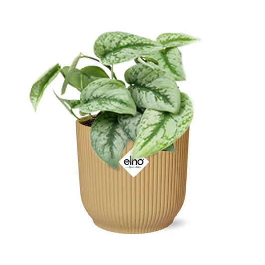 Scindapsus Pictus ‘Trebie’ in ELHO Vibes Fold 14cm Gelb