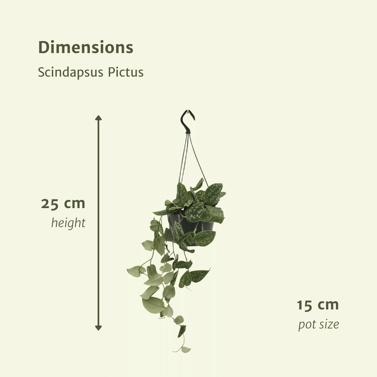 Scindapsus Pictus - 2er Set Ø15cm - Kletterpflanze
