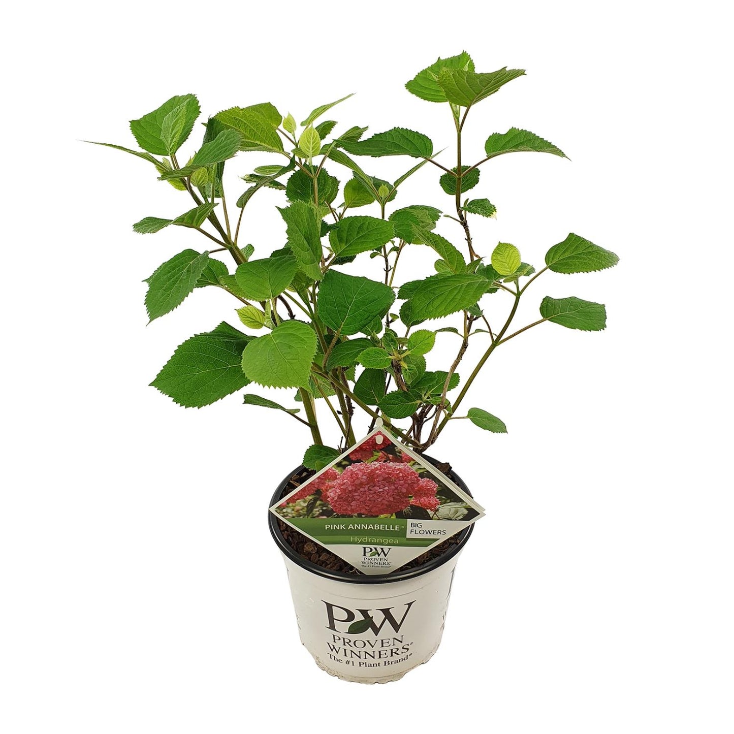 Endlose Hortensie 'Pink Annabelle' – Ø19cm Topf, 30cm Höhe