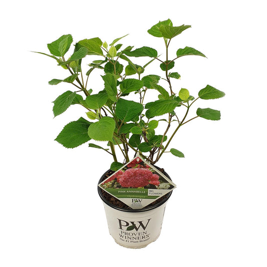 Endlose Hortensie 'Pink Annabelle' – Ø19cm Topf, 30cm Höhe