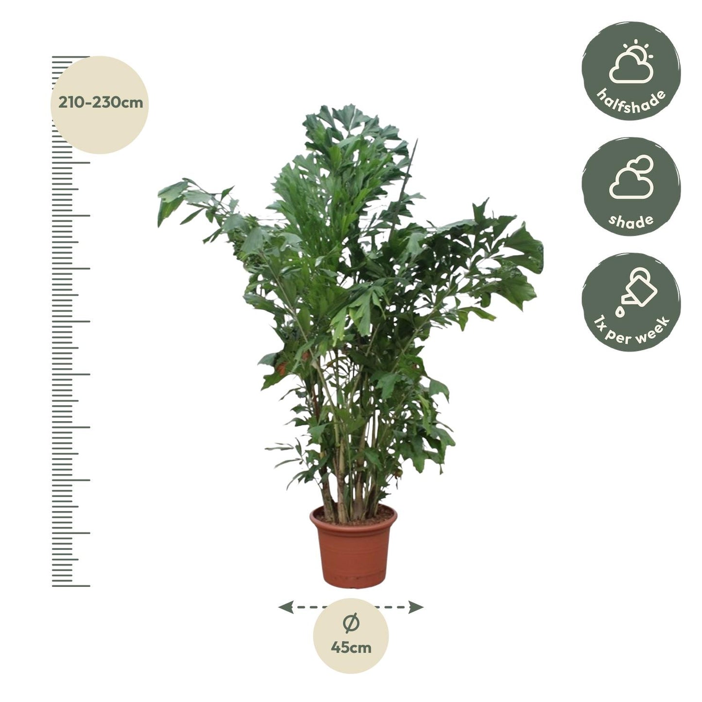Caryota Mitis - Fischaal-Palme 220 cm ø45 cm
