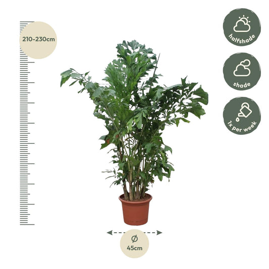 Caryota Mitis - Fischaal-Palme 220 cm ø45 cm