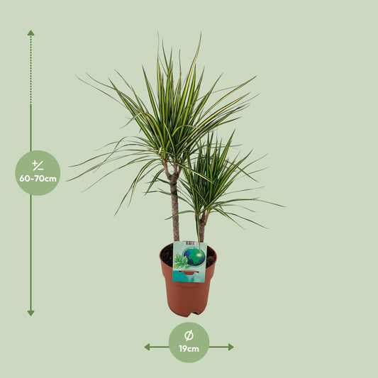 Dracaena Marginata Bicolor – Pflegeleichter Drachenbaum Ø19cm