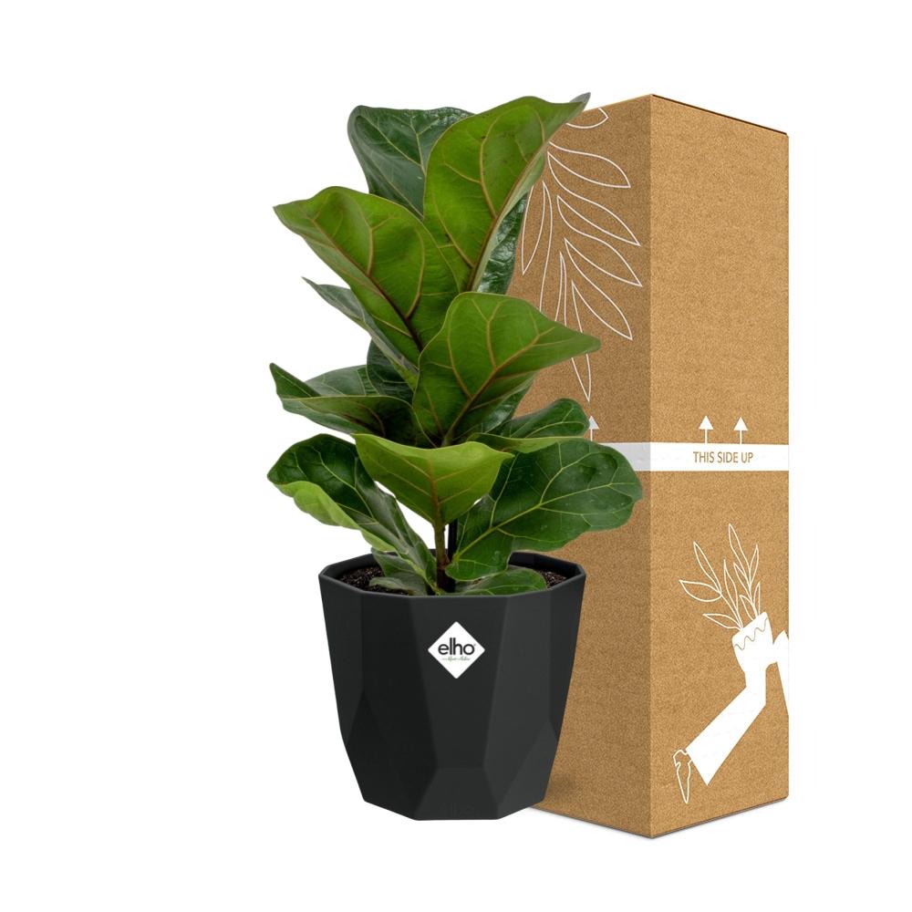 Ficus Lyrata ‘Bambino’ – Pflegeleichter Blattschmuck in 14 cm Topf