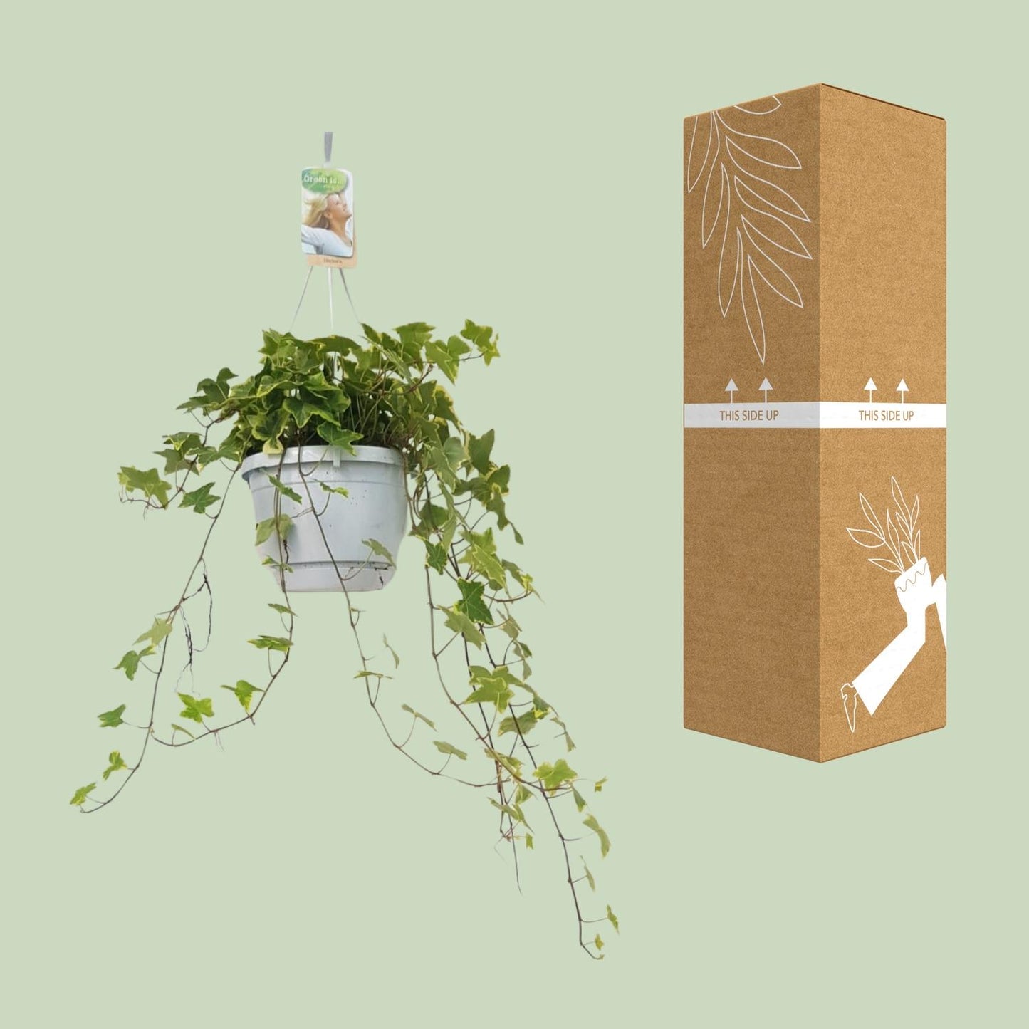 Hedera Helix Geelbont – Pflegeleichter Efeu im Hangpot Ø17cm