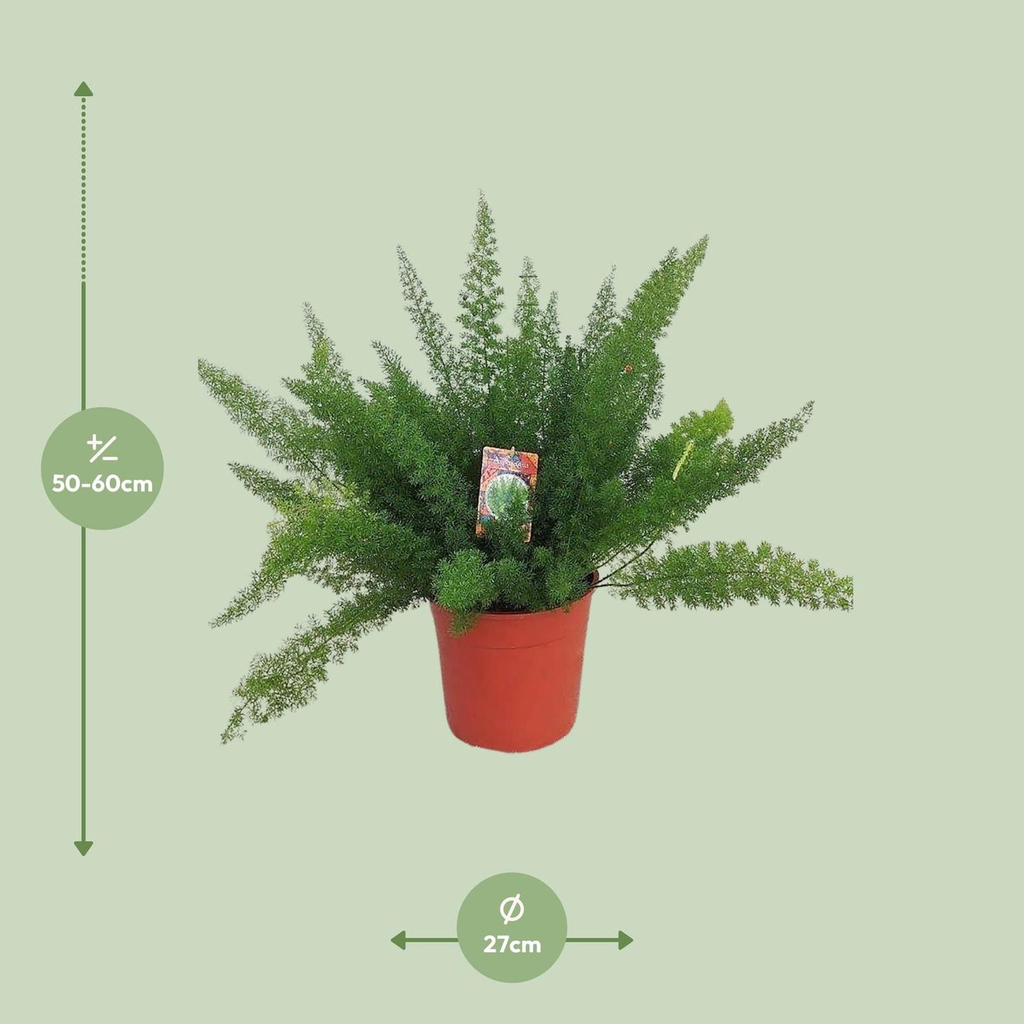 Asparagus D. Meyers – Pflegeleichter Spargelfarn Ø27cm, 60cm hoch