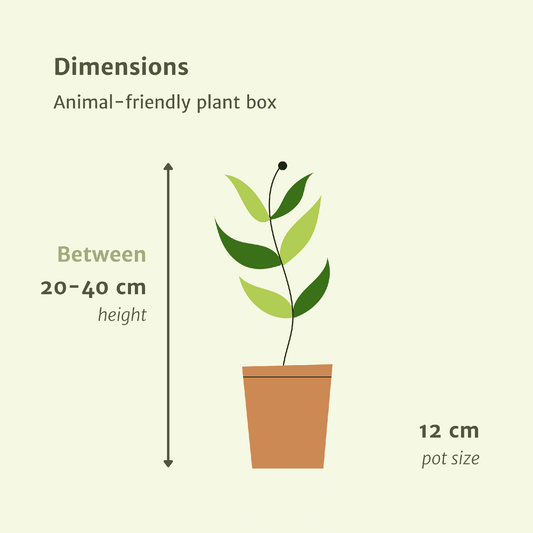 Tierfreundliche Zimmerpflanzenbox – 4er Set Ø12cm