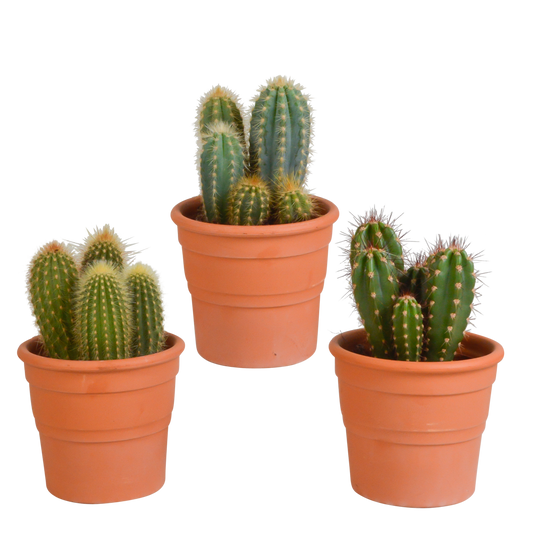 Cereus-Mischung 3er-Set im Terrakotta-Topf 10,5 cm