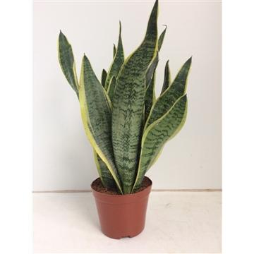 Sansevieria Futura Superba – Pflegeleichte Luftreiniger-Pflanze Ø14cm
