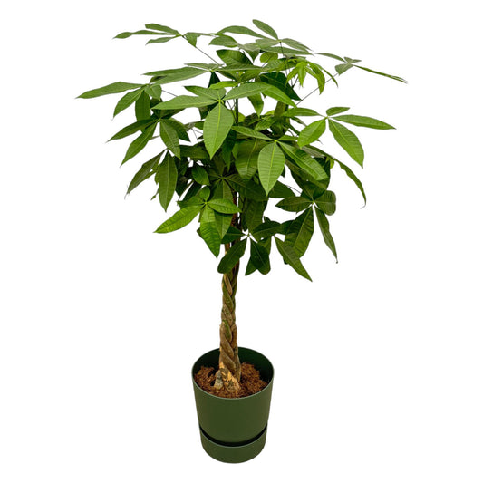 Pachira Aquatica Geldbaum mit elho Greenville Topf – 160 cm