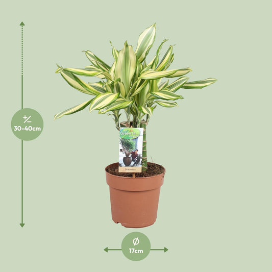 Dracaena Diamonddream – Pflegeleichter Drachenbaum Ø17cm