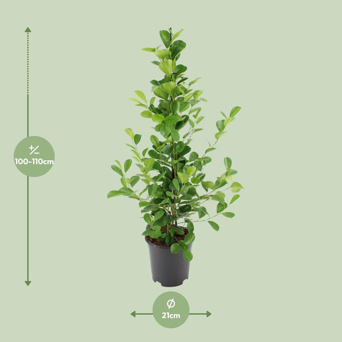 Ficus microcarpa Moclame – pflegeleichter Blattschmuck Ø21cm