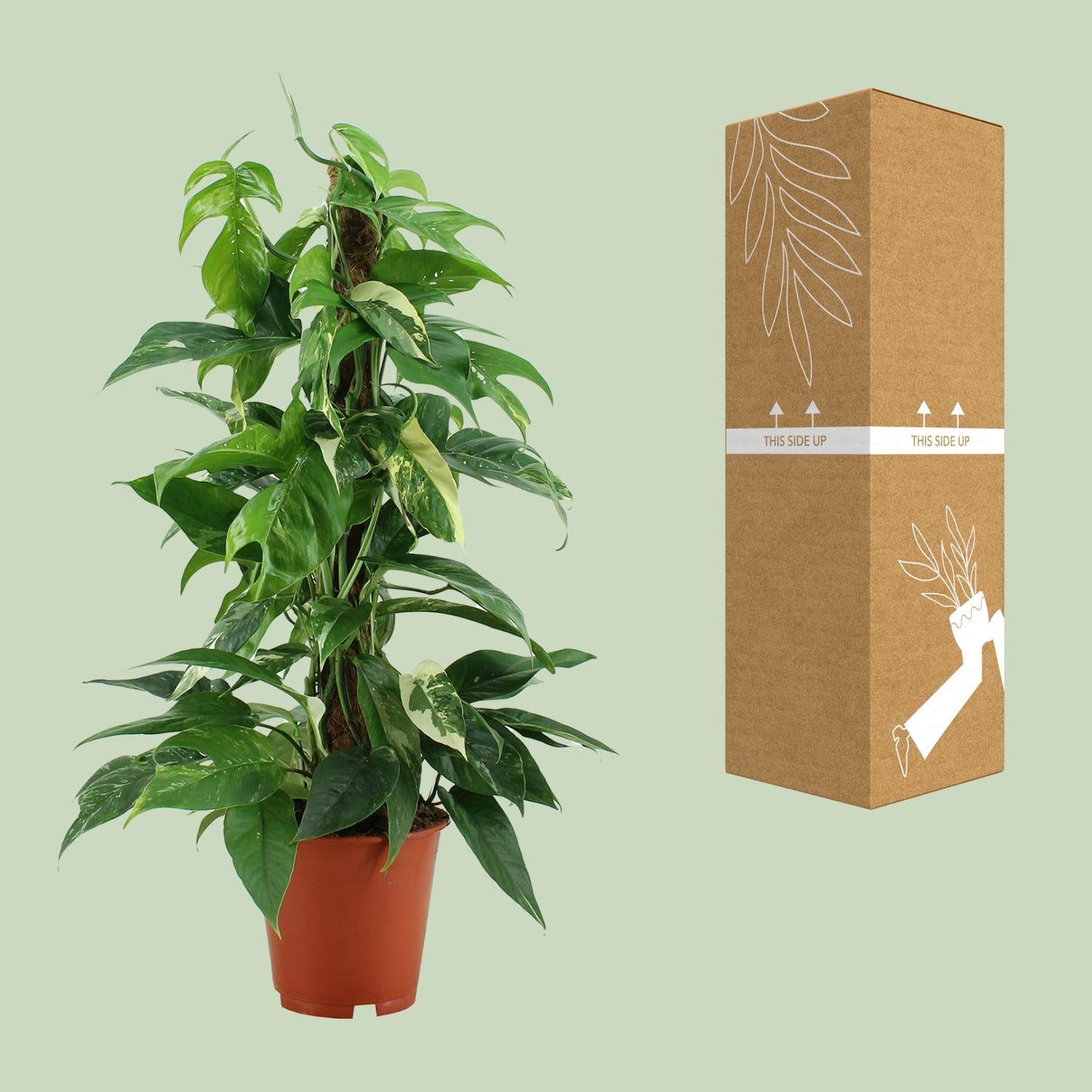 Epipremnum Pinnatum Variegata – Pflegeleichter Goldener Efeu Ø19cm