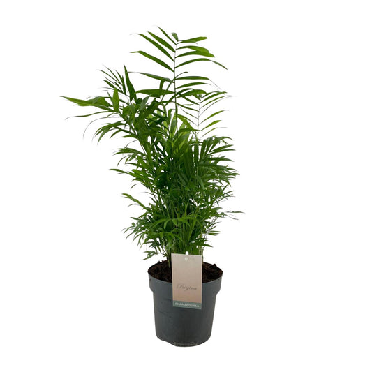 Chamaedorea Elegans – Pflegeleichte Zwergpalme Ø17cm