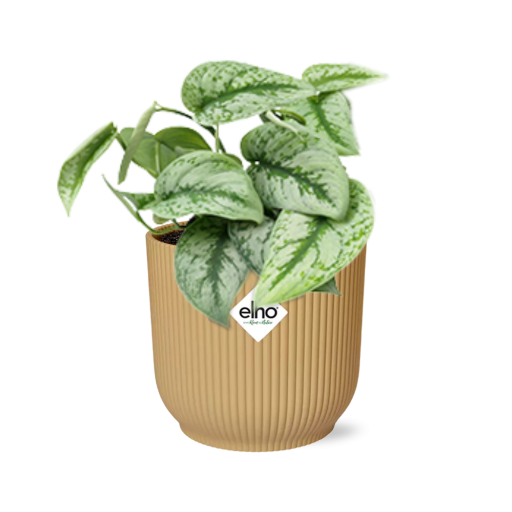 Scindapsus Pictus ‘Trebie’ in ELHO Vibes Fold 14cm Gelb