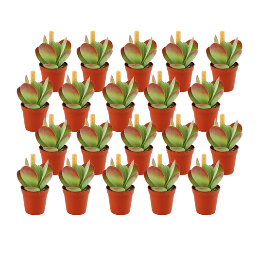Kalanchoe Thyrsiflora Set – 20 pflegeleichte Sukkulenten Ø5,5cm