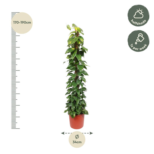 Epipremnum Aureum Mosstok – 180 cm, Ø 34 cm – Pflegeleicht & Luftreinigend