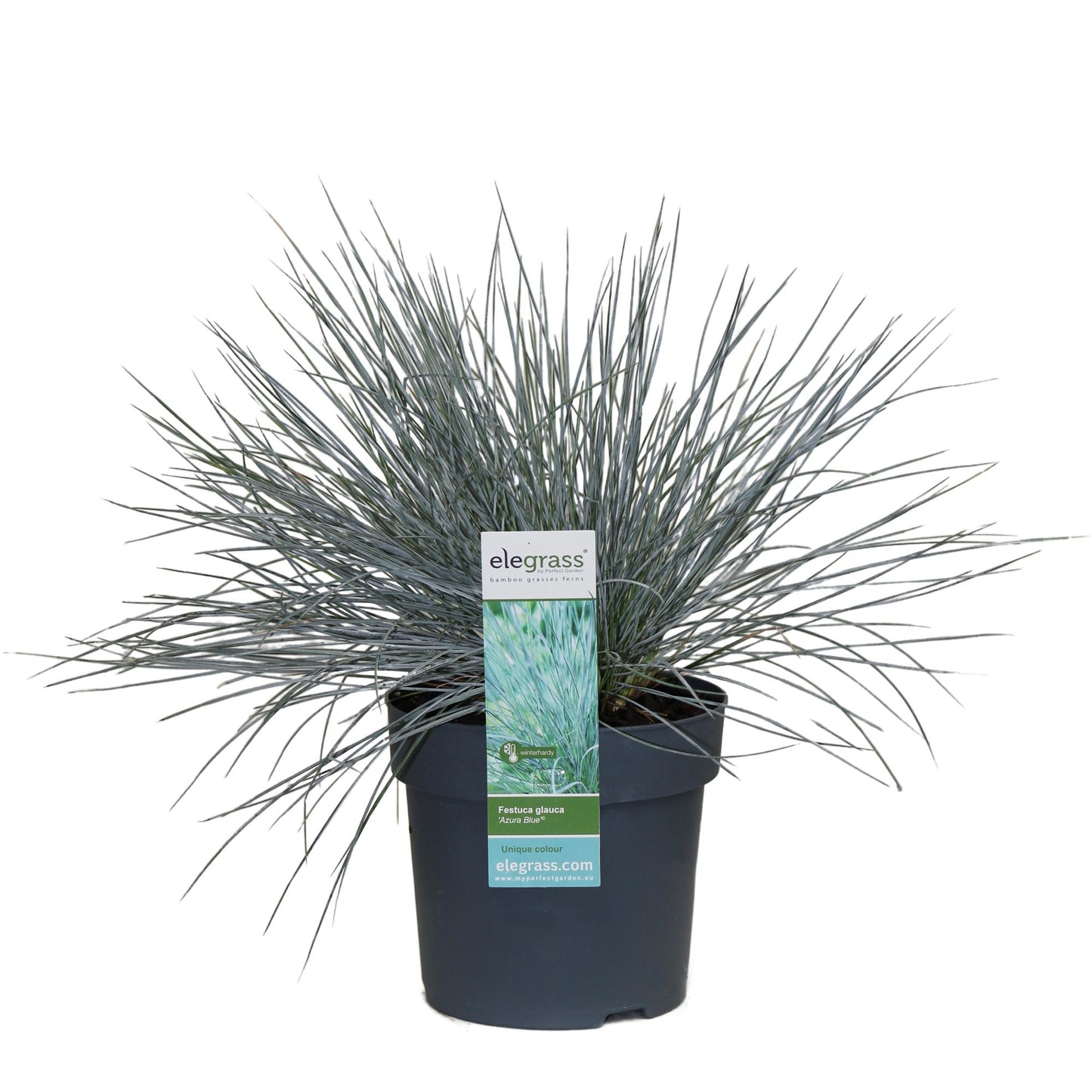 Festuca glauca Azura Blue - Pflegeleichtes Ziergras Ø14cm