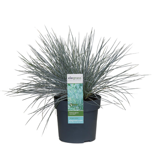 Festuca glauca Azura Blue - Pflegeleichtes Ziergras Ø14cm