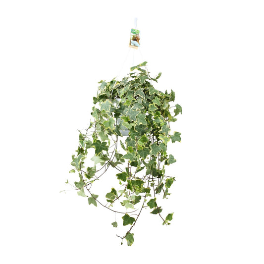 Hedera Helix Gold Child – XXL Hängepflanze Ø24cm