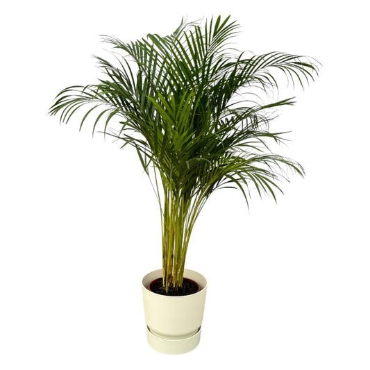 Areca Palme 130 cm im elho Greenville Round Topf Weiß