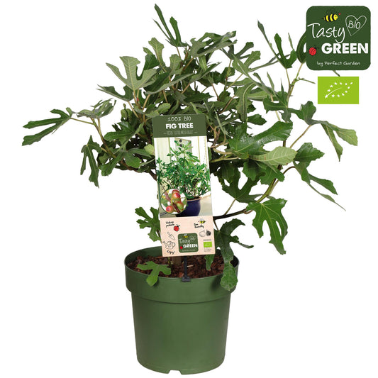 Ficus Carica 'Little Miss Figgy' Bio – Kompakte Feigenpflanze Ø23cm