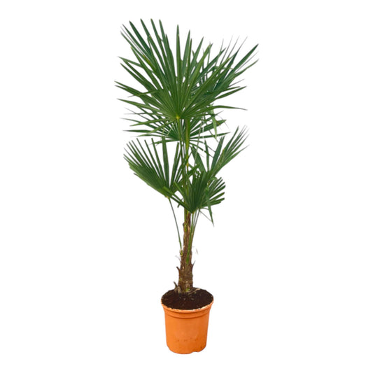 Trachycarpus Fortuneii Palme – 120-140 cm Ø27 cm