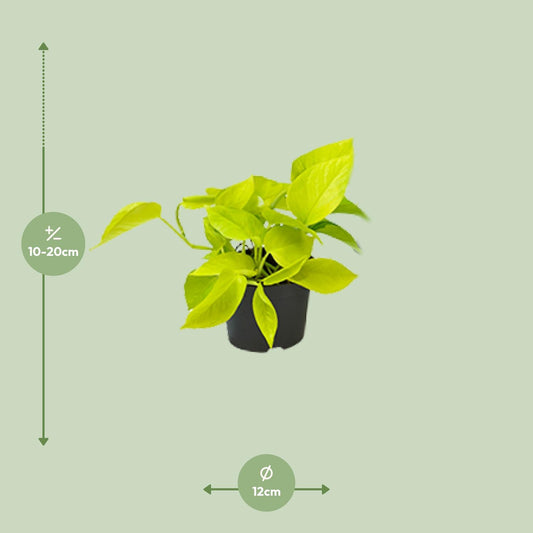 Epipremnum Golden Pothos – pflegeleichte Zimmerpflanze Ø12 cm