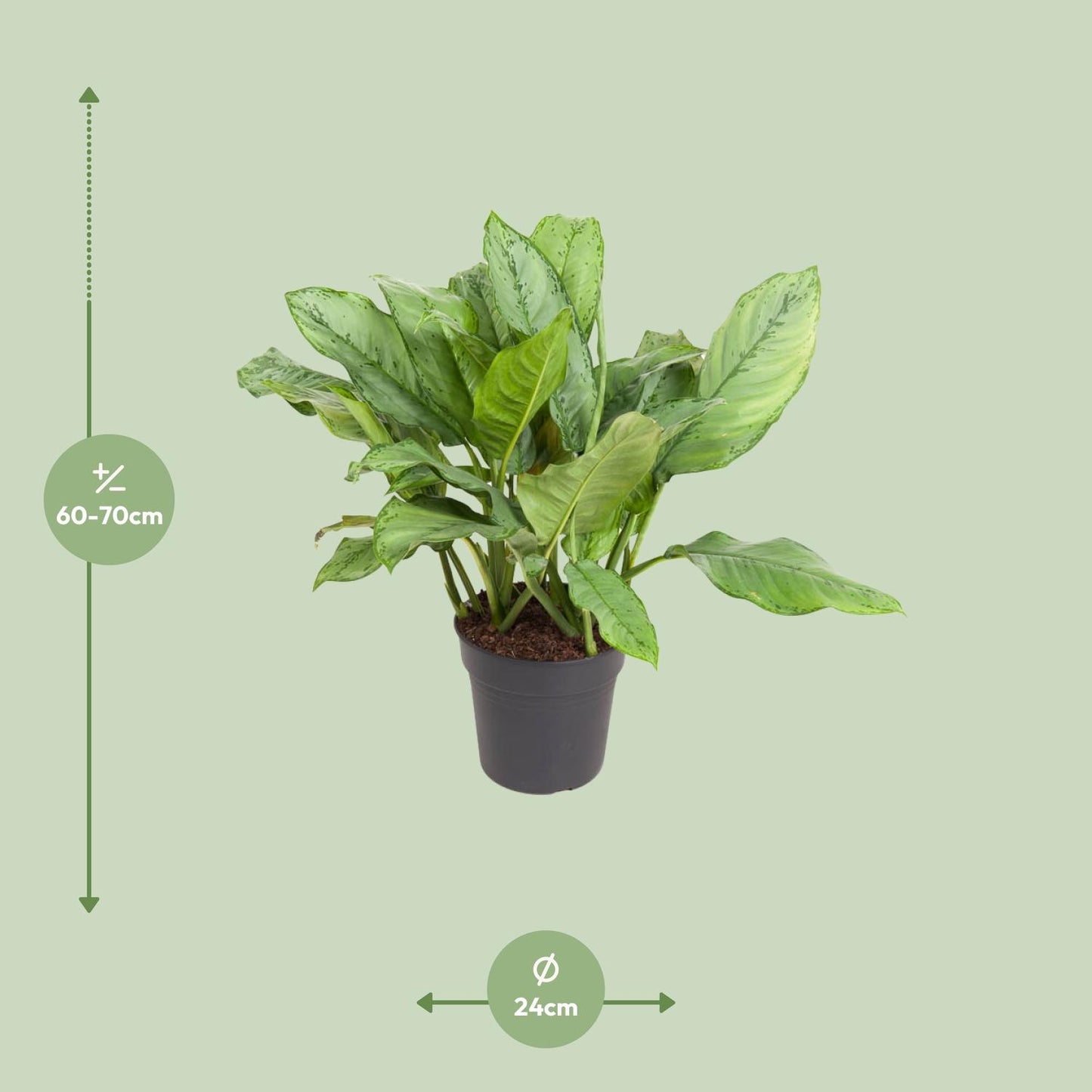 Aglaonema B.J. Freedman – Pflegeleichte Zimmerpflanze Ø24cm