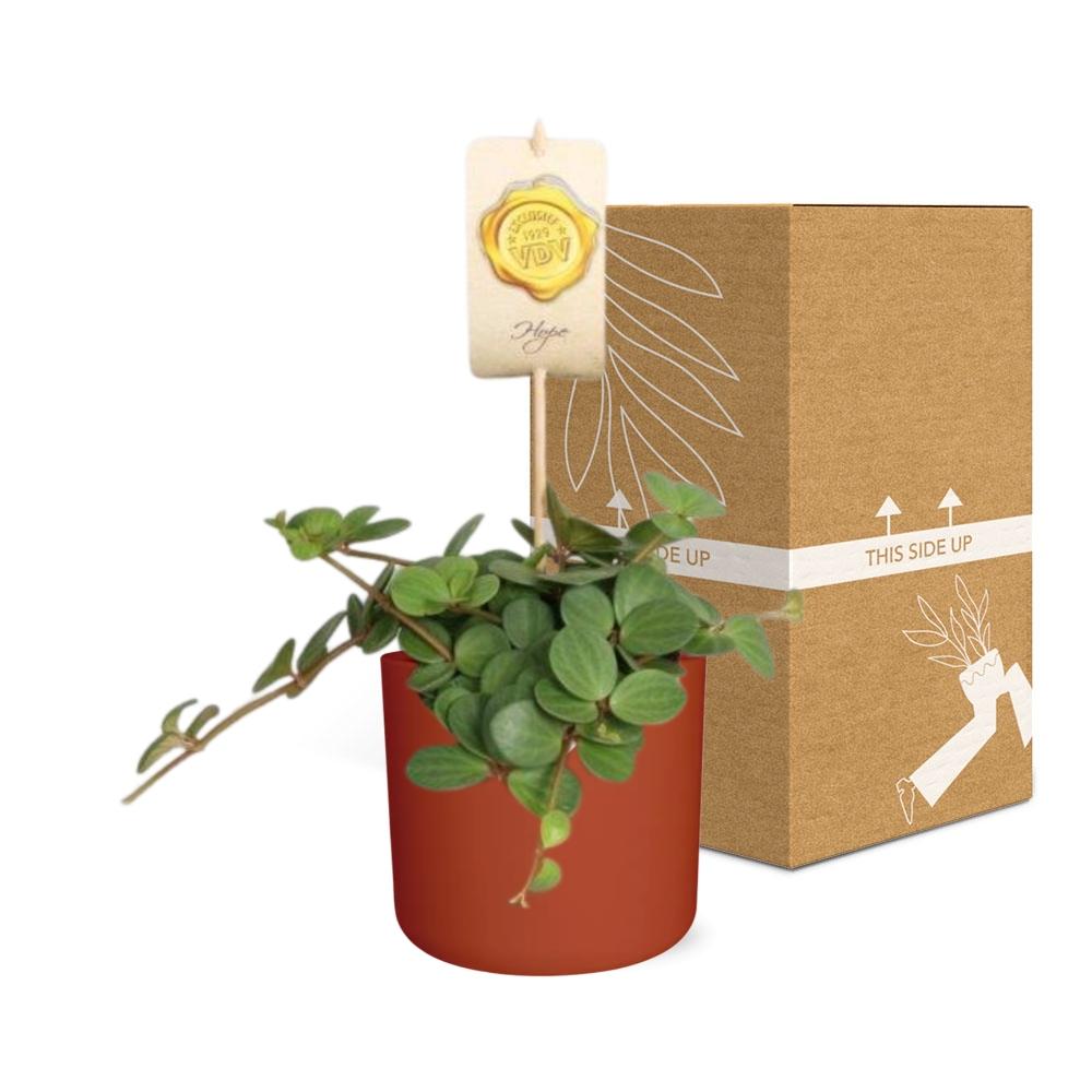 Peperomia ‘Hope’ – Pflegeleichte Zimmerpflanze im ELHO Topf