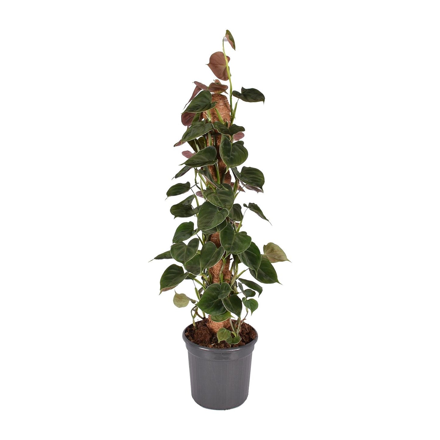 Philodendron Lupinum Mosstok – Pflegeleichte Zimmerpflanze Ø16cm