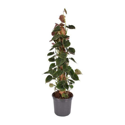 Philodendron Lupinum Mosstok – Pflegeleichte Zimmerpflanze Ø16cm