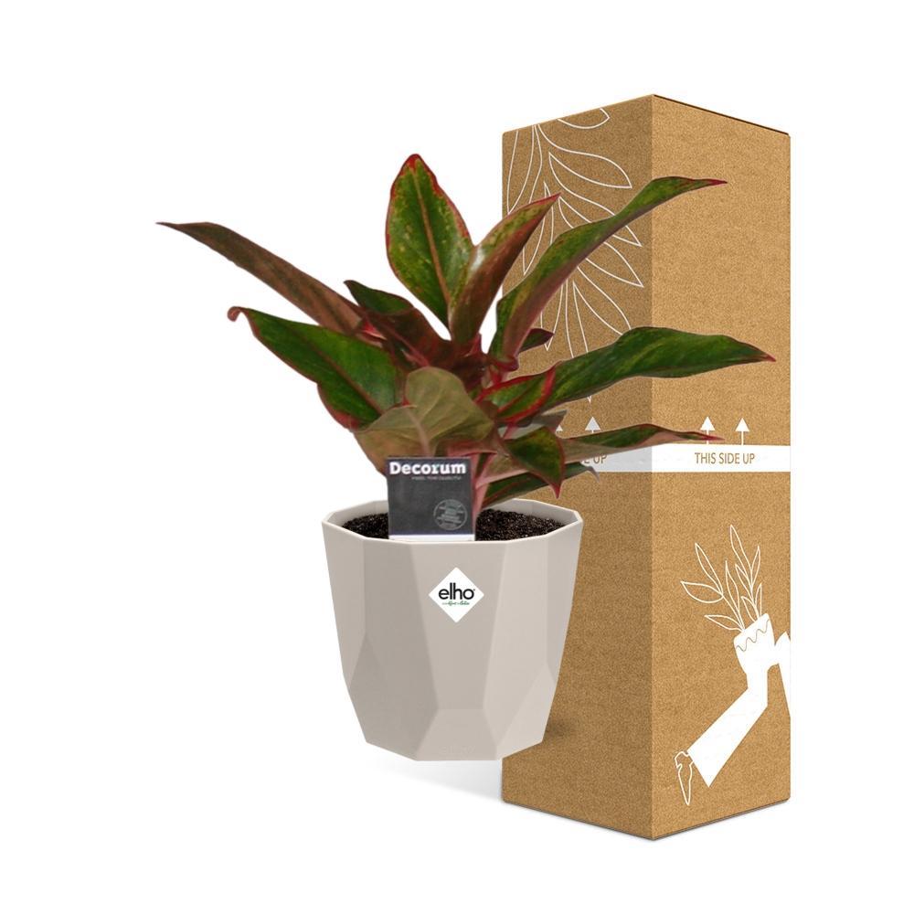 Aglaonema Crete in ELHO b.for rock 14 cm warm grey – Pflegeleichte Zimmerpflanze