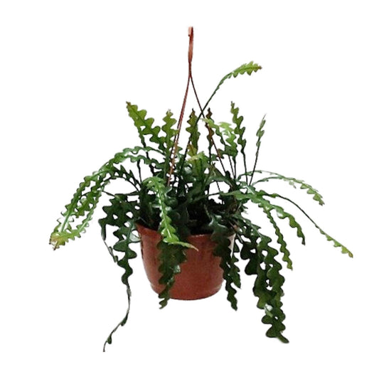 Epiphyllum anguliger – Fischgrätenkaktus Ø20cm, 60cm hoch