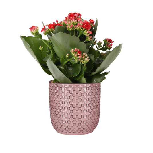 Kalanchoe Rosalina Don Justino Rot mit rosa Relieftopf