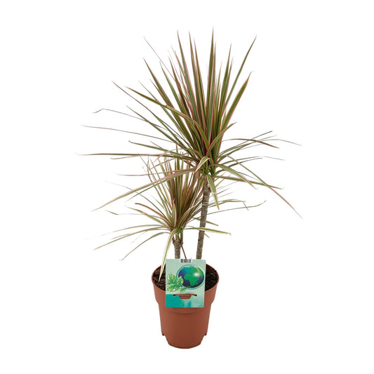 Dracaena Marginata Bicolor – stilvoll & pflegeleicht Ø19cm