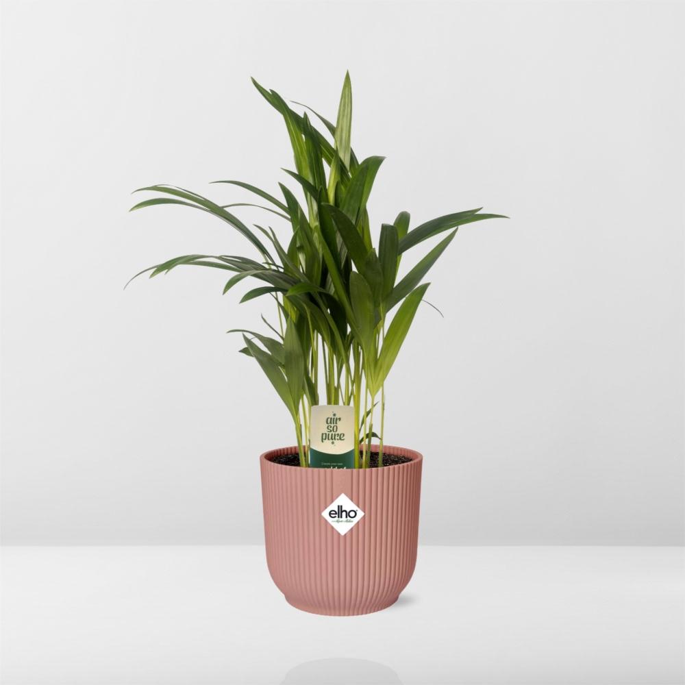 Dypsis Lutescens (Bambuspalme) 12cm in ELHO Vibes Fold 14cm roze