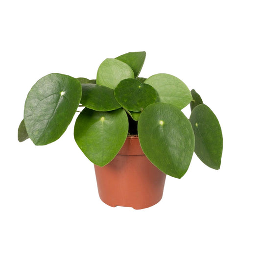 Pilea Peperomiodes – Aluminium-Pflanze Ø12cm, 20cm hoch